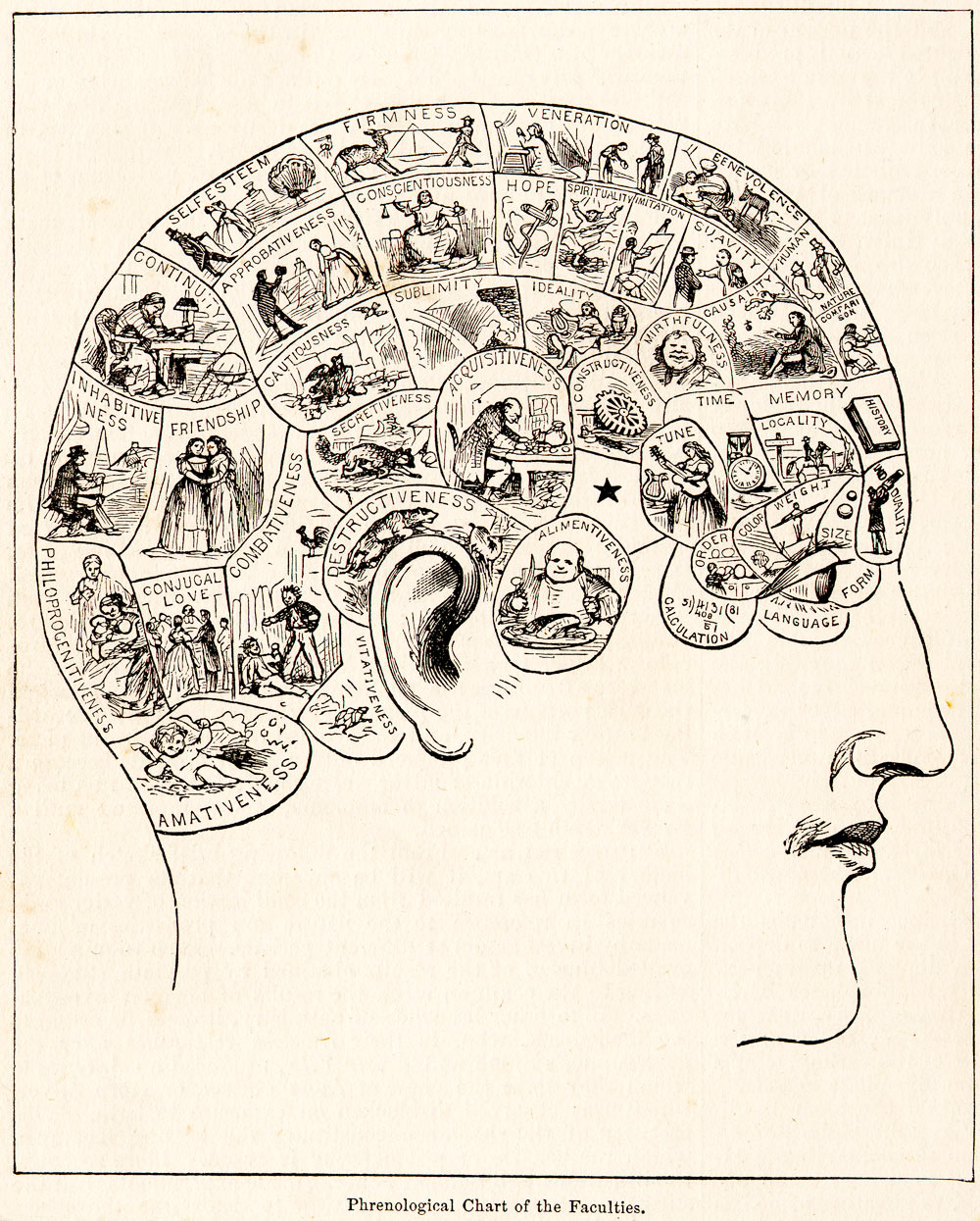 Classement phrénologie du XIXe siècle -  From People's Cyclopedia of Universal Knowledge (1883). Source : Wikipédia.